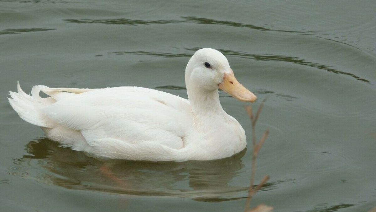 Frituureend zwemt na oplapbeurt weer (vet)vrij rond in Veste IJzendijke