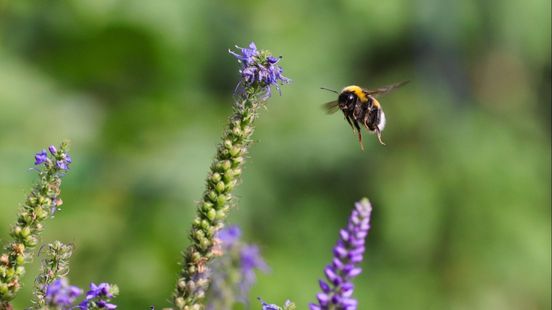 10 miljoen hommels dreigen te verdwijnen, dit kan jij doen