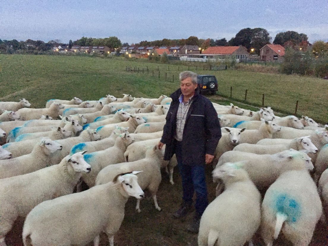 Herder Martin Korteweg met zijn kudde