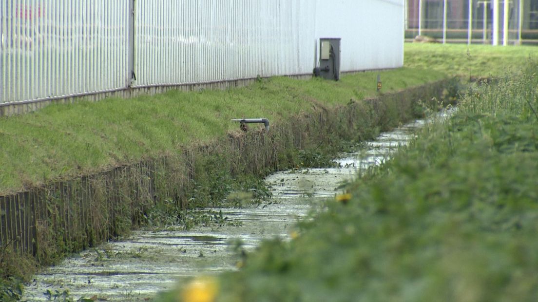 In de Westlandse wateren komen te hoge concentraties van het giftige bestrijdingsmiddel imidacloprid voor