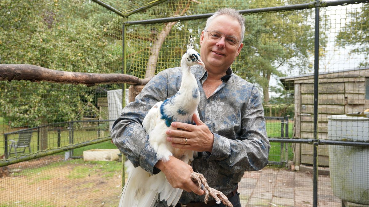 Ronald heeft zeventig pauwen in zijn tuin