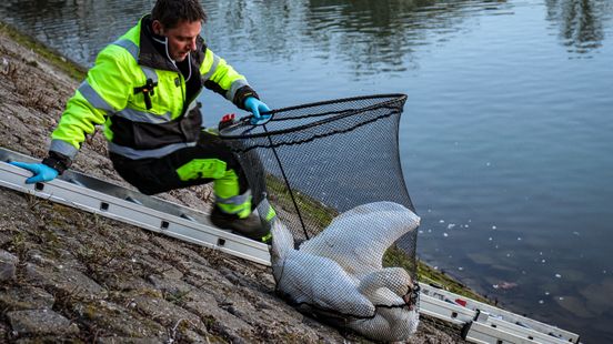 Jonge zwaan bekogeld | Auto rijdt over been van man | Gewonden bij botsing Bleiswijk. Jonge zwaan bekogeld | Auto rijdt over been van man | Gewonden bij botsing Bleiswijk.