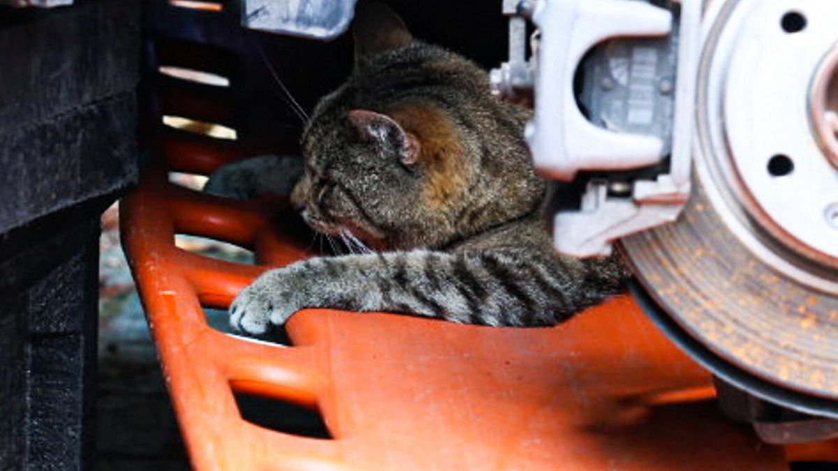 Kat vast bij achterwiel van een auto in Harkema