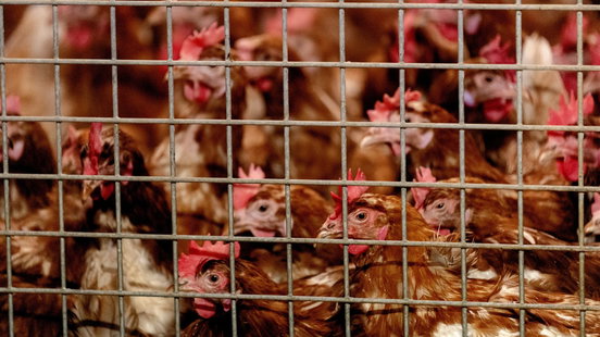 Pluimveehouders blij met ophokplicht: 'Had eerder gemogen'