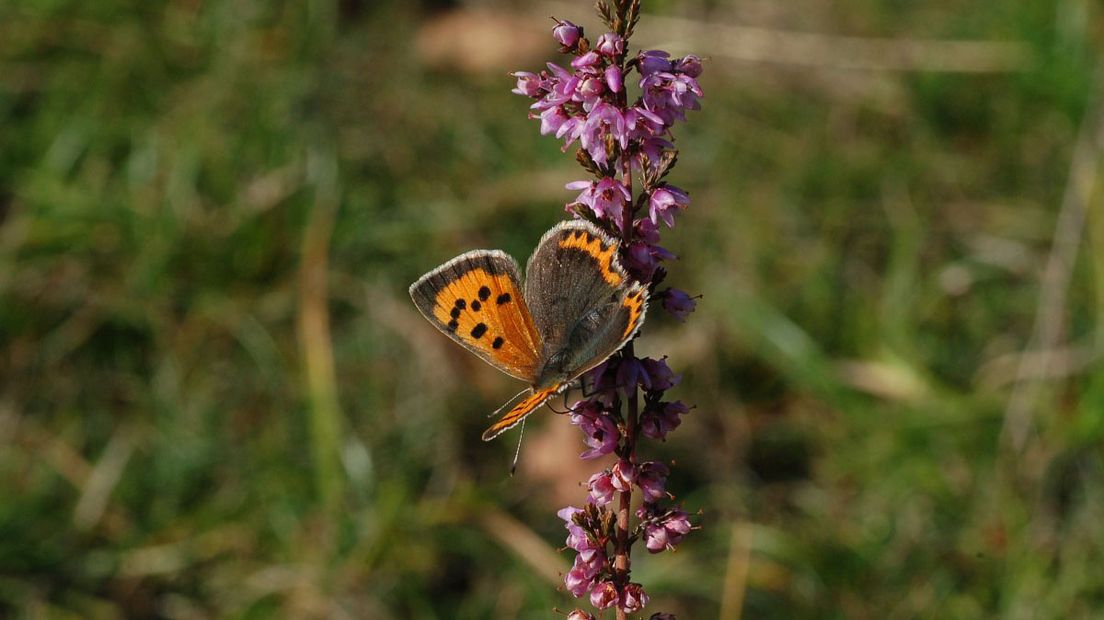 De kleine vuurvlinder heeft belang bij gevarieerde bermen (Rechten: Free Nature Images/Albert Vliegenthart)