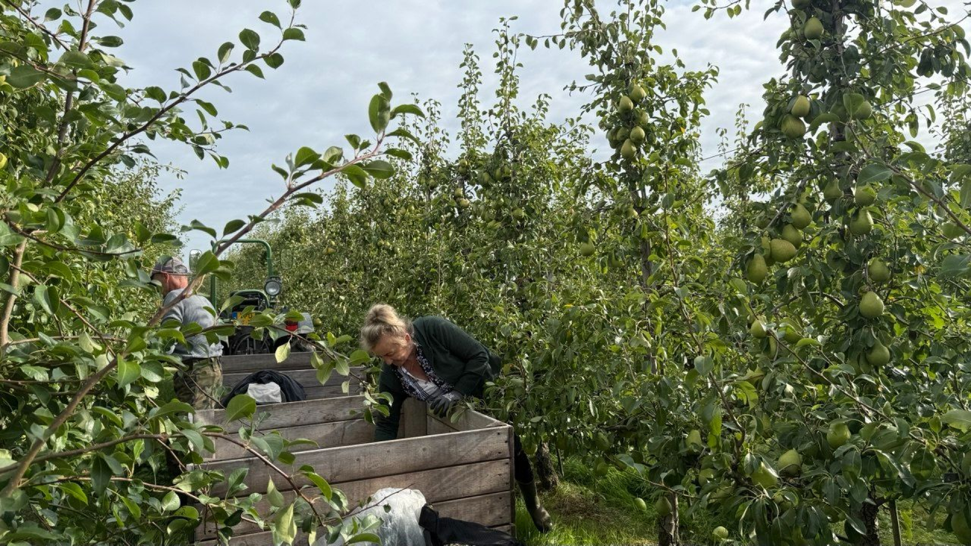 Ondanks droogte toch goede fruitoogst: 'Het was kantje boord'