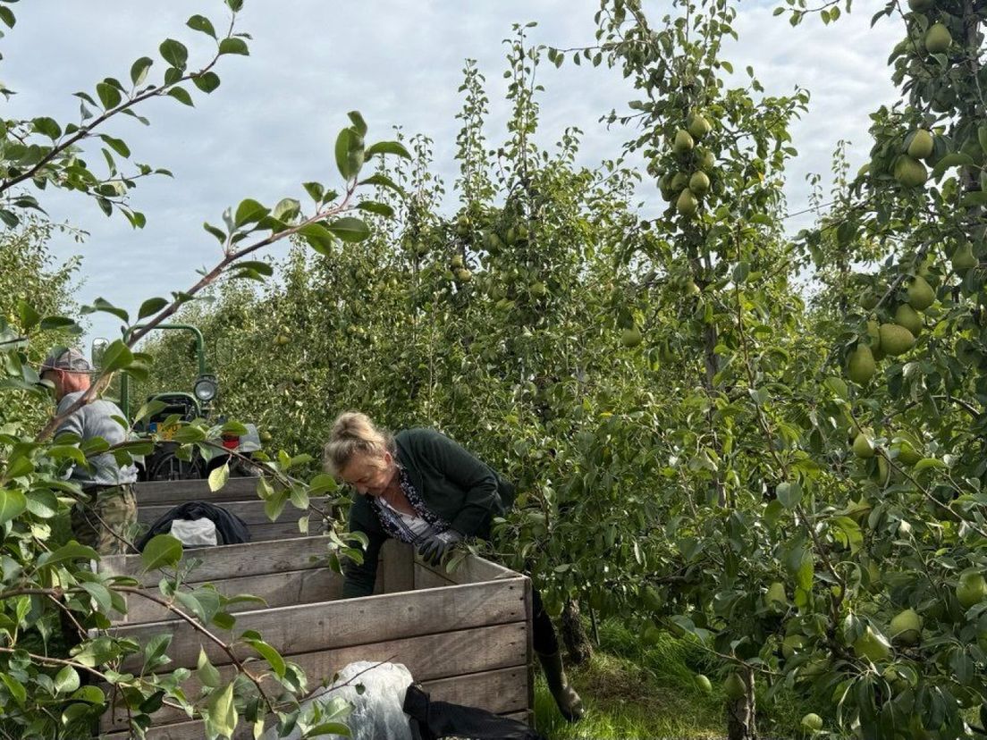 De perenoogst is uitzonderlijk goed dit jaar