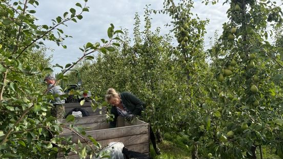 Ondanks droogte toch goede fruitoogst: 'Het was kantje boord'