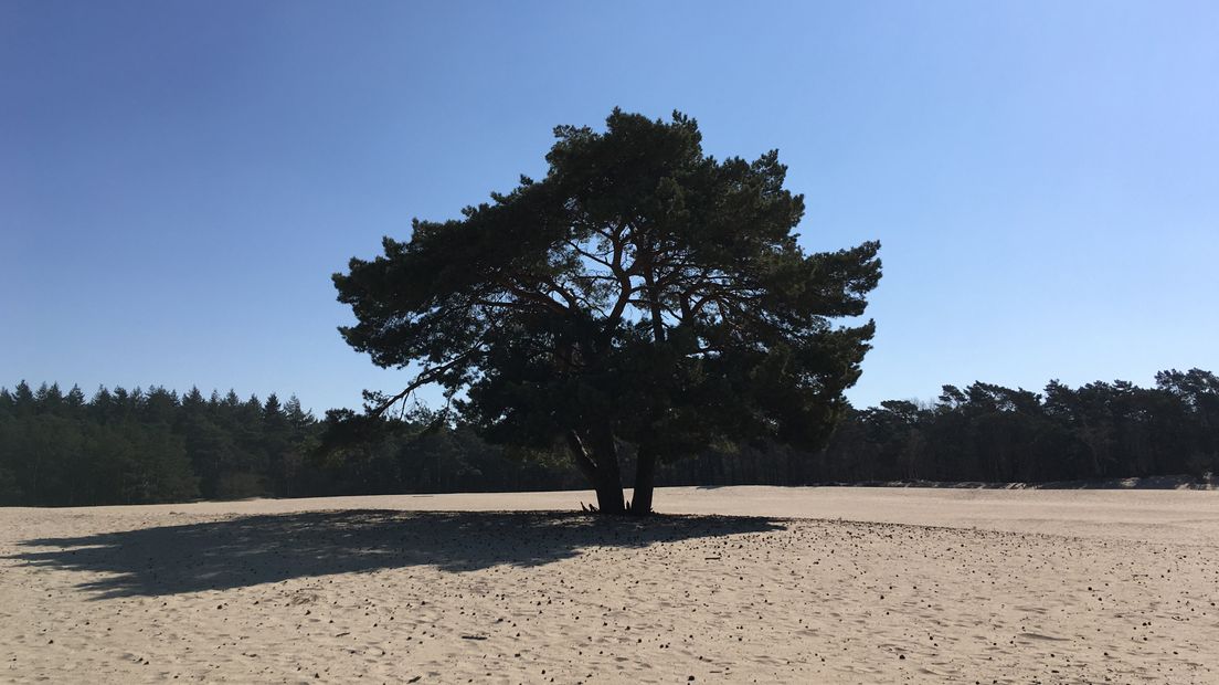 Een boom staat eenzaam op een zandvlakte. De Soester Duinen vormen een levend stuifzandgebied. Het zand stuift continu, waardoor het landschap steeds verandert.
