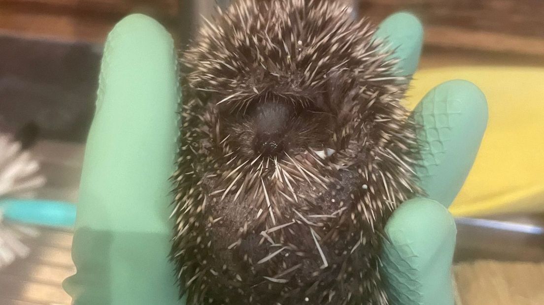 Zieke egel vastgehouden door Drieka Rog