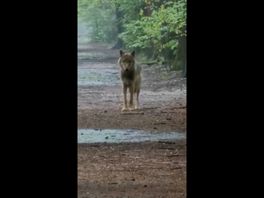 Mogelijke wolf gezien bij Zeist, boswachter enthousiast: 'Alleen bang zijn als je een ree bent'