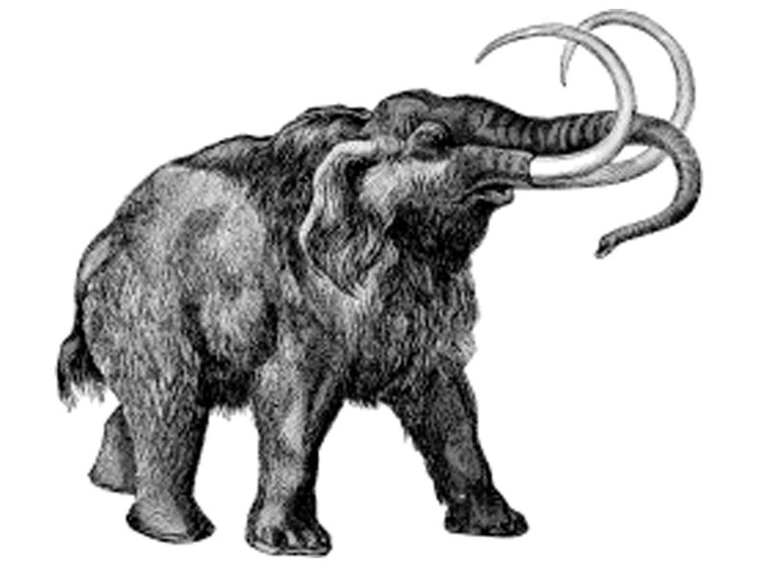 mammoet / wiki