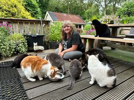 Joly zet zich dag en nacht in voor zwerfkatten: 'Dan maar geen vakantie'