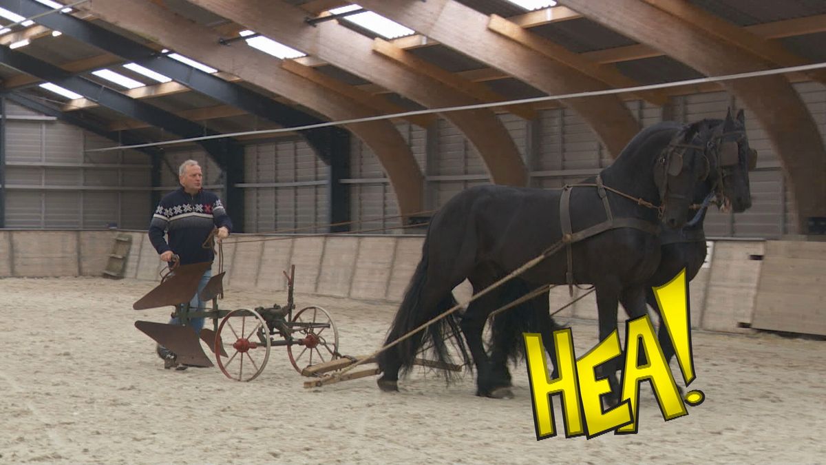 HEA!: Stal Fan Wettersicht: voorbereiden op de hengstenshow