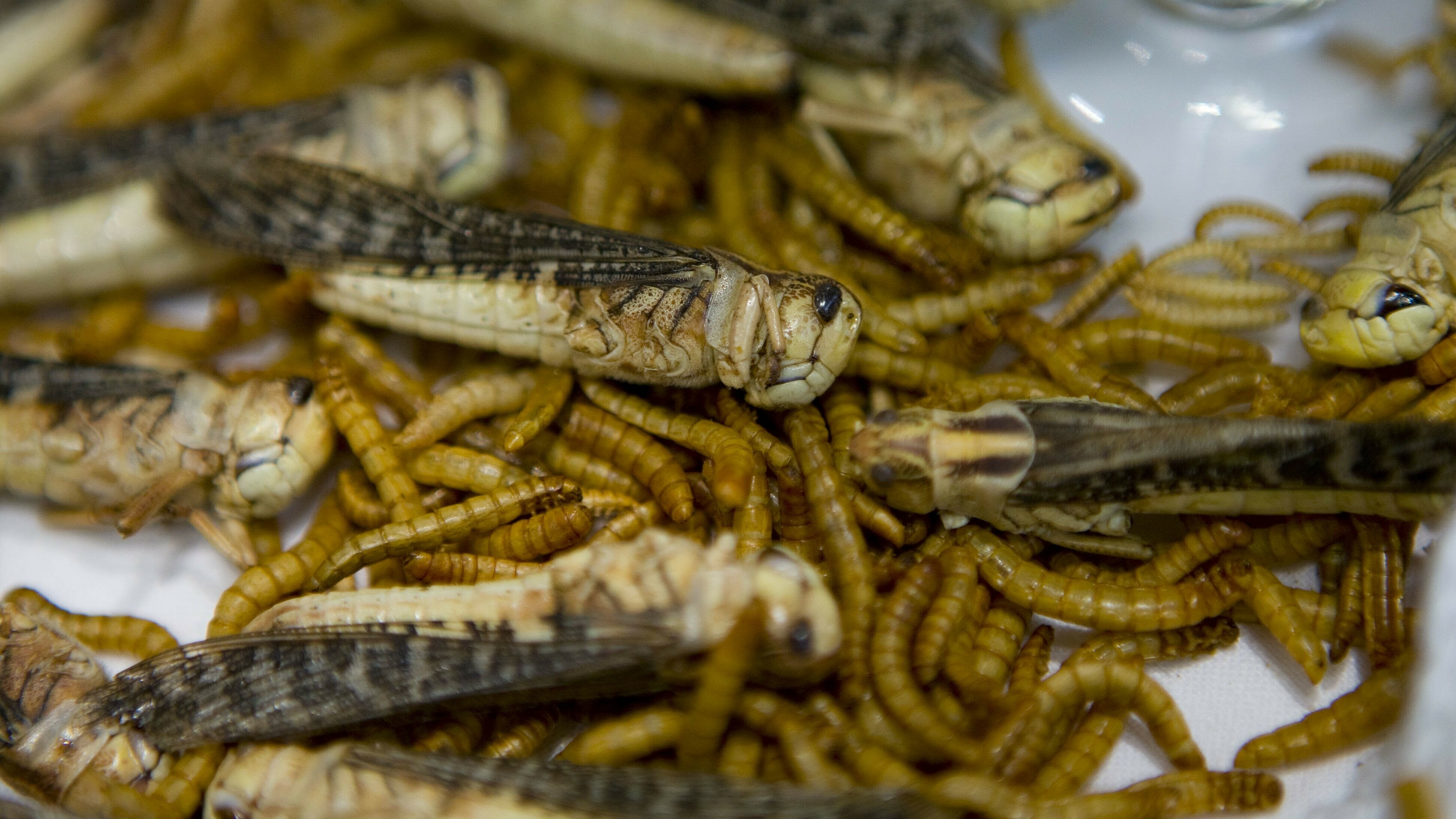 Insectenkwekerij Wadudu kan doorgaan in Beilen