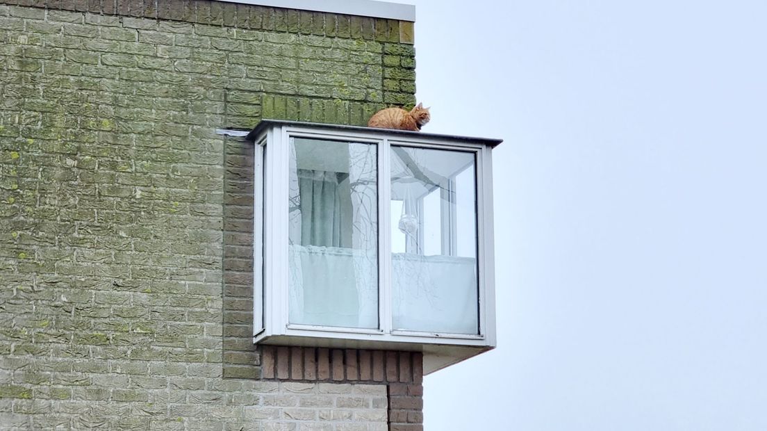 De kat zat eerder ogenschijnlijk ontspannen op de uitbouw