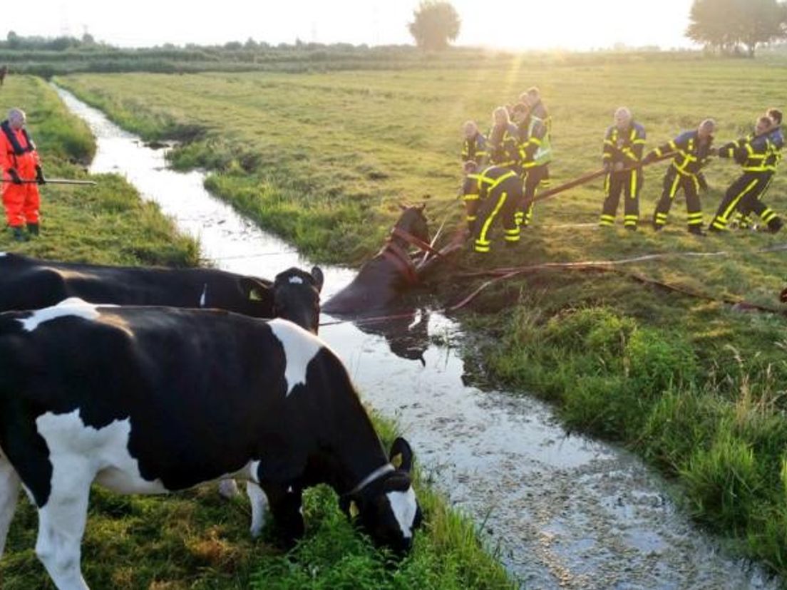 Brandweerlieden trekken het paard uit de sloot. Foto's Peter Stam (Alblasserdamsnieuws.nl)