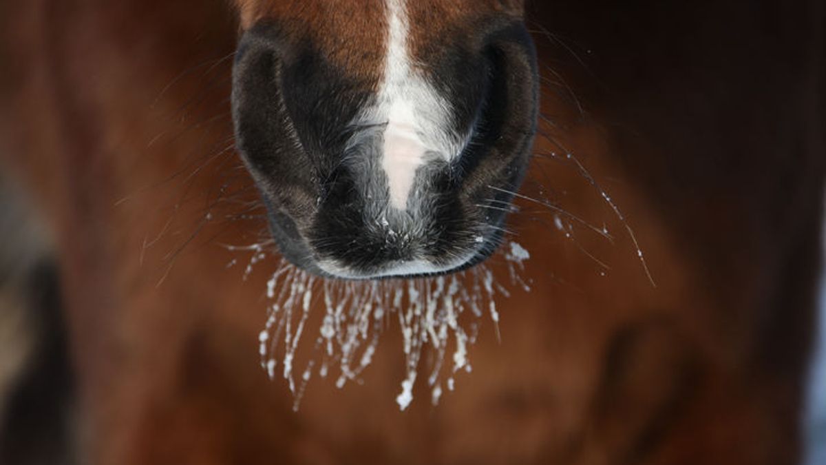 Manege distantieert zich van paardenhandelaar