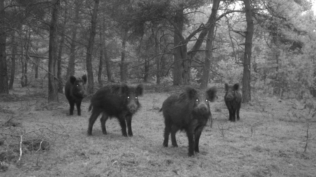 Elke dag opnieuw leggen 70 wildcamera's in Nationaal Park De Hoge Veluwe ieder dier vast dat voor de cameralens opduikt. En dat al vijf jaar lang. Zo zijn er inmiddels vijf miljoen kiekjes gemaakt van het Veluws wild. Dat levert mooie plaatjes op van burlende herten tot een konijn die voor het oog van de camera ontsnapt aan de klauwen van een roofvogel. Maar nog veel belangrijker: De foto's zijn van onschatbare waarde voor natuurbeheerders en wetenschappers.