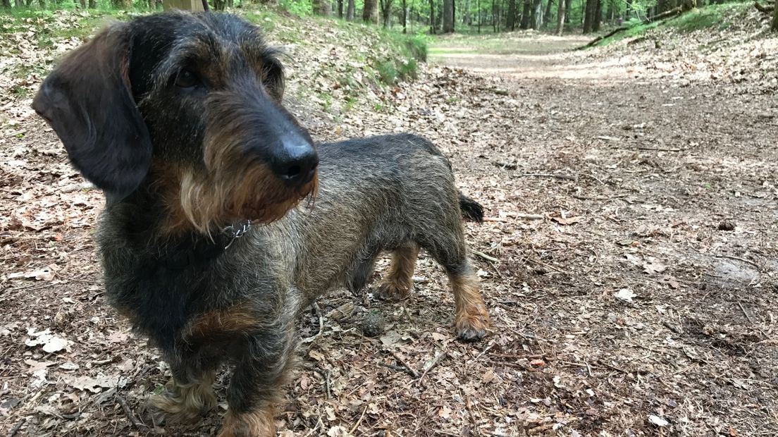 Eet uw hond toch iets verkeerds, ga dan naar de dierenarts (Rechten: RTV Drenthe)