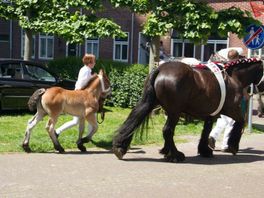 Paardenmarkt in Zierikzee gaat niet door: 'Erg vervelend voor binnenstad'
