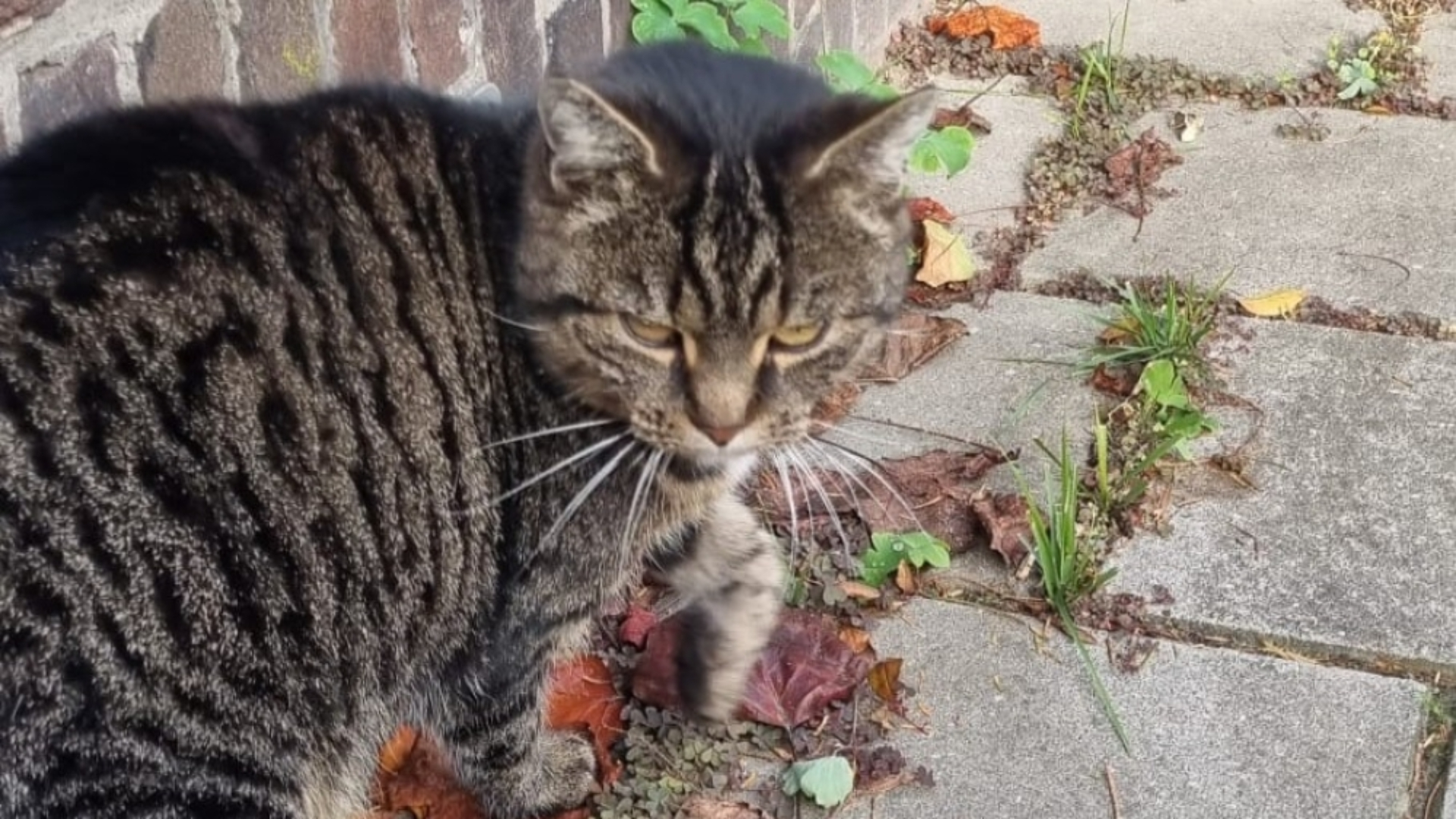 Michelle zag Poessie lopen en herkende de kat niet als buurtkat.