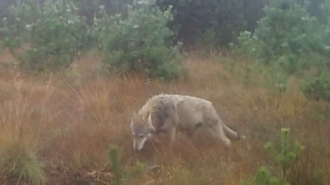 Een wolf bij Diepholz in Duitsland