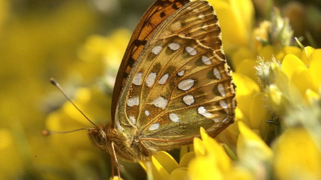 De vlinderpopulatie is nog ongekend hoog voor de tijd van het jaar.