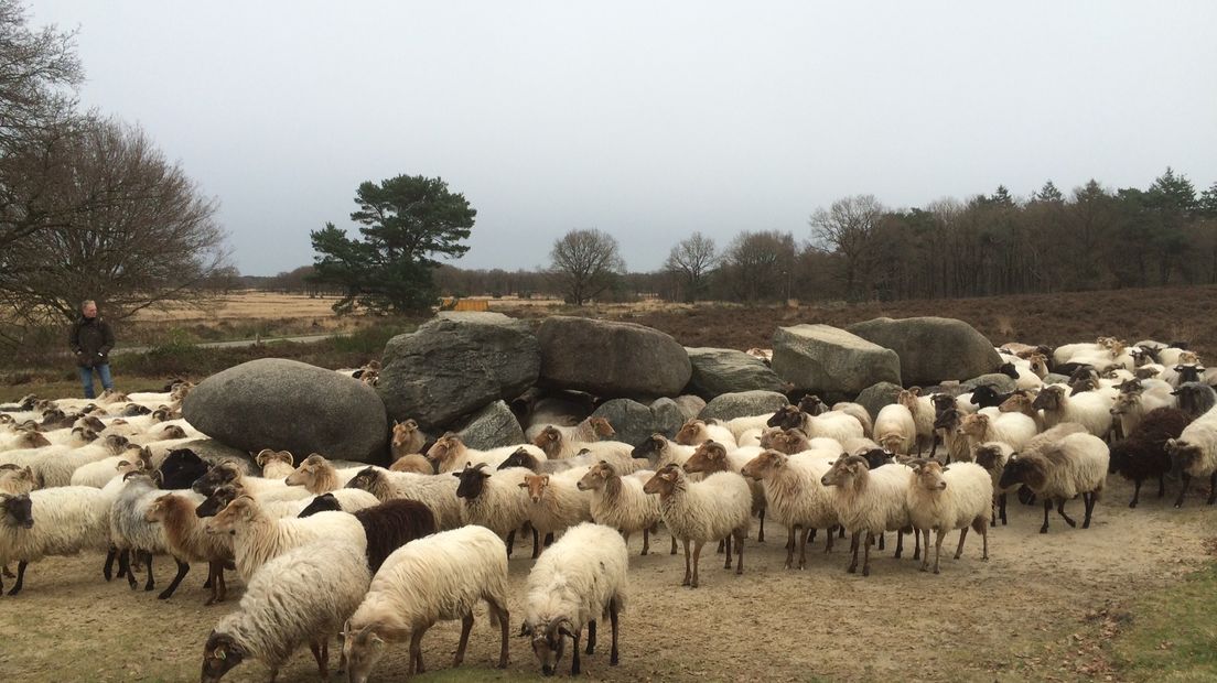 De schaapskudde op het Holtingerveld (Rechten: Hielke Meijer / RTV Drenthe)