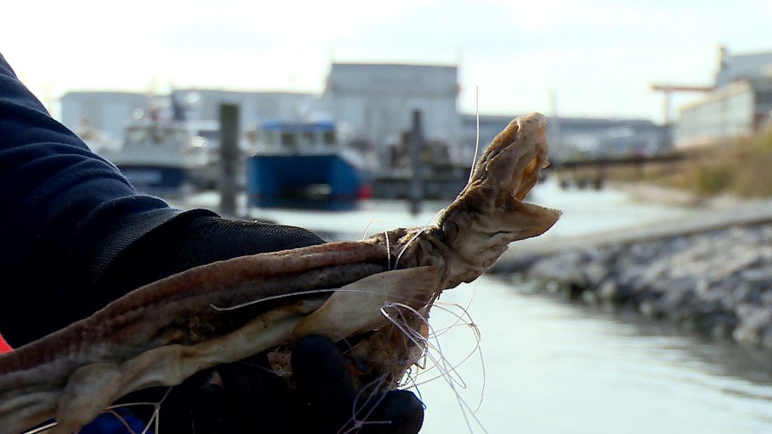 Dode haai bij het opruimen van afval in de binnenhaven van Vlissingen