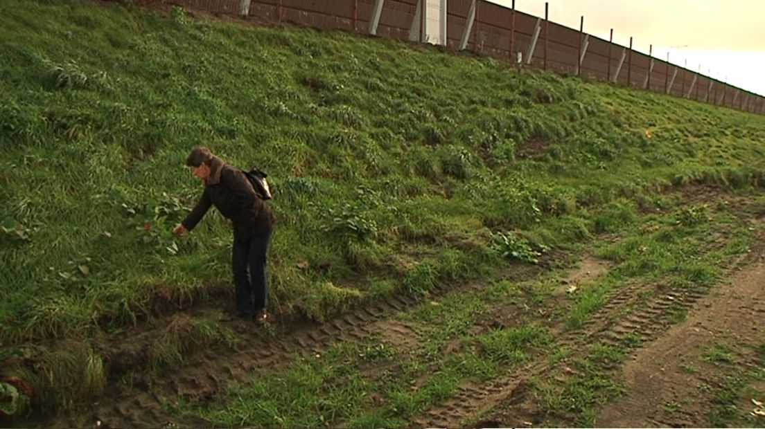 Op verschillende plekken zie je 'toeven' van de Japanse Duizendknoop boven het gras uitkomen.