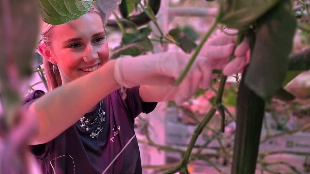 Sophie (16) plukt komkommers: 'Je hoeft er eigenlijk niks voor te kunnen'