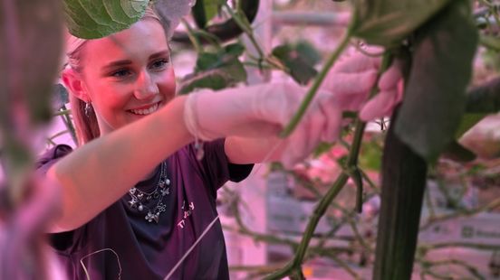 Sophie (16) plukt komkommers: 'Je hoeft er eigenlijk niks voor te kunnen' Nieuws