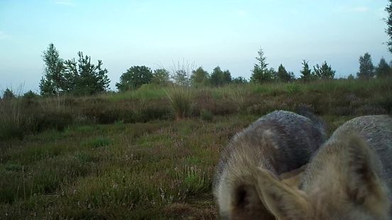 Het aantal wolven zal op den duur stabiliseren, denken deskundigen