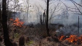 Grote gevolgen maar ook hoop na natuurbrand Dwingelderveld