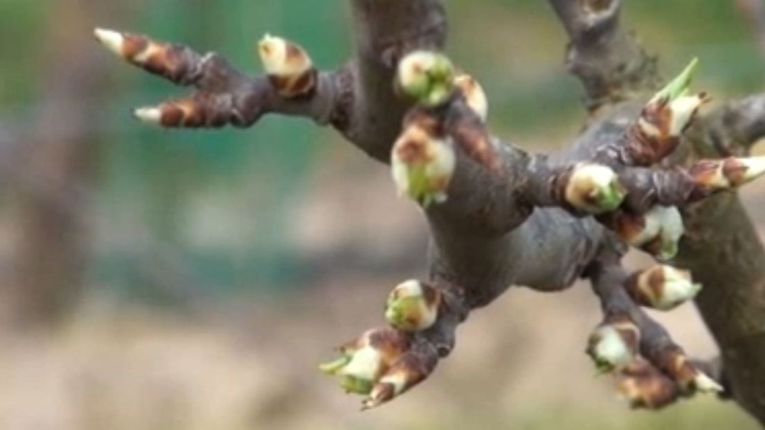 Spannende tijden voor fruittelers