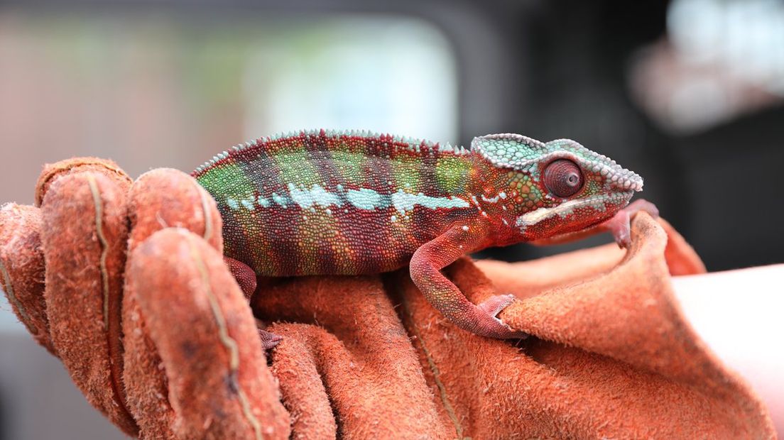 De gevonden kameleon in Den Haag