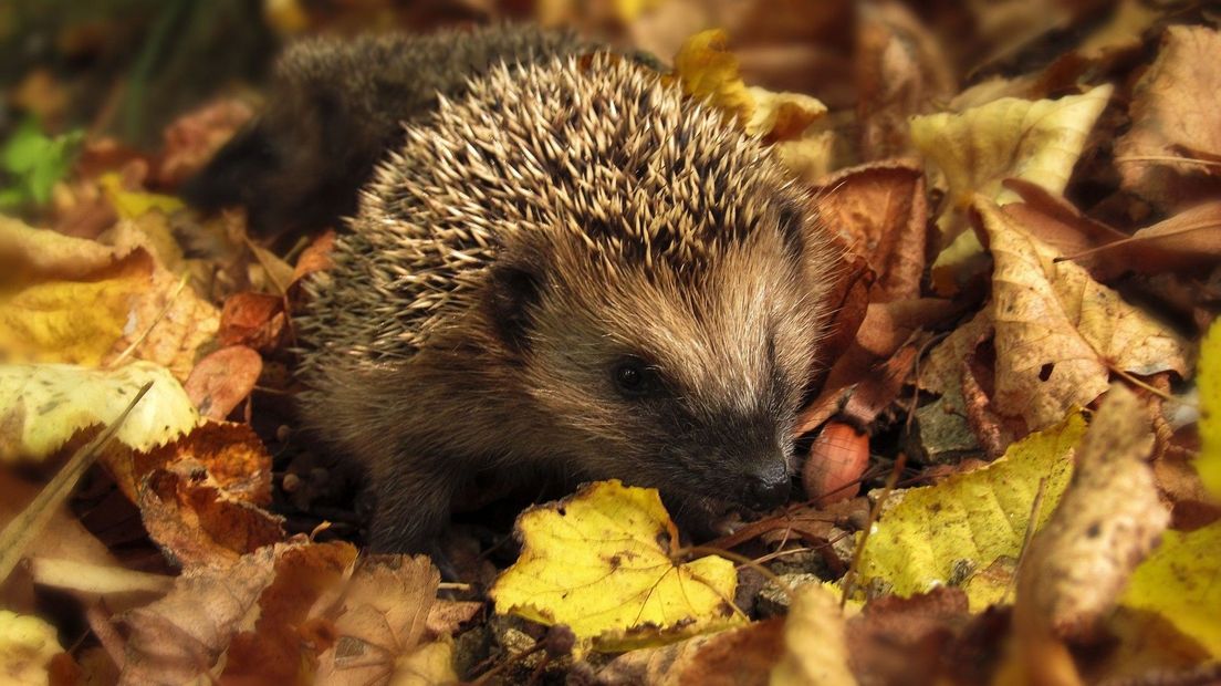 Egel in de herfst