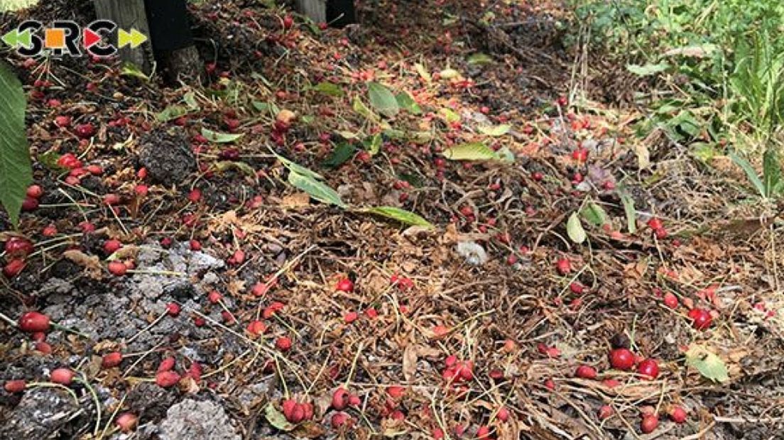 De kersenbomen hebben een 'zware rui' doorgemaakt