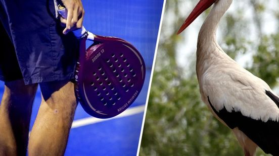 Ruzie over nestpaal voor ooievaars en padelbanen: 'Slag verloren, de strijd gaat door'