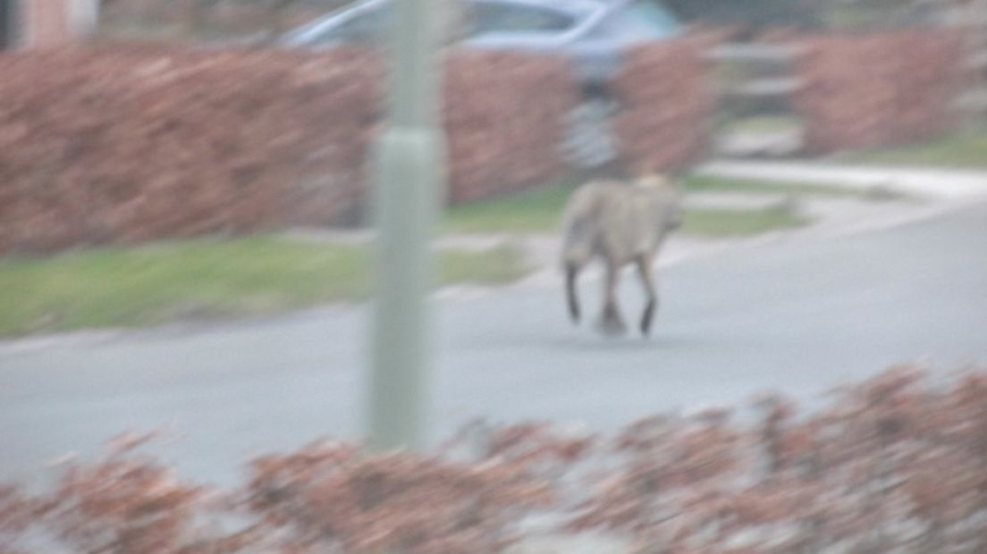 De wolf liep door woonwijken, zoals hier in Erm (archieffoto RTV Drenthe)