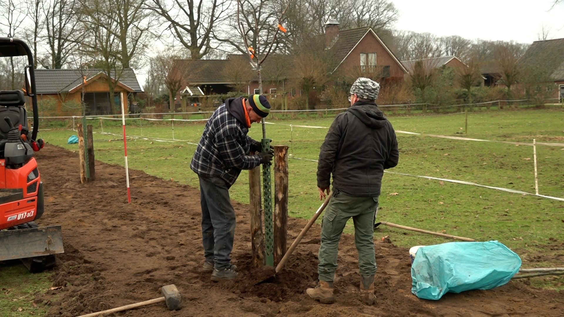 Jan uit Aalten plant een rij walnoten op zijn boerenland