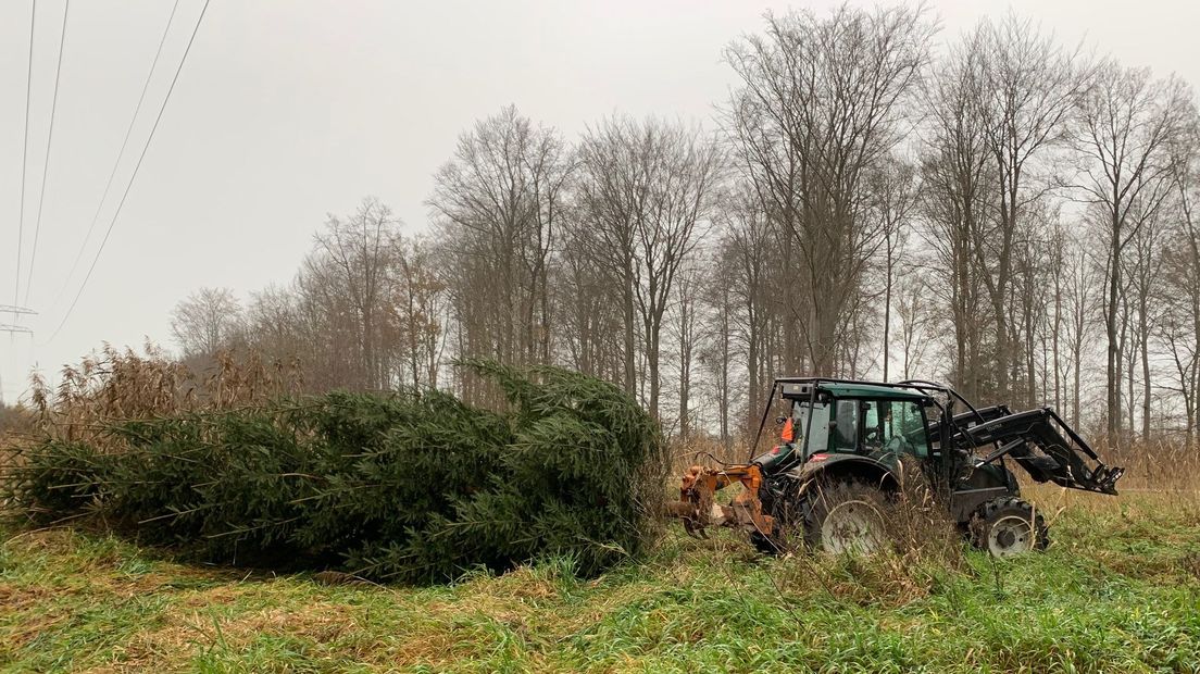 Kerstboom voor Den Haag afkomstig uit Kuinderbos