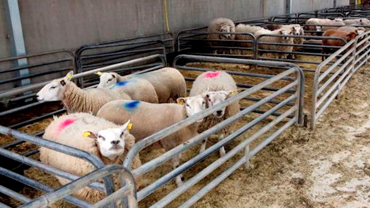 Westenholte wil geen schapenhouderij