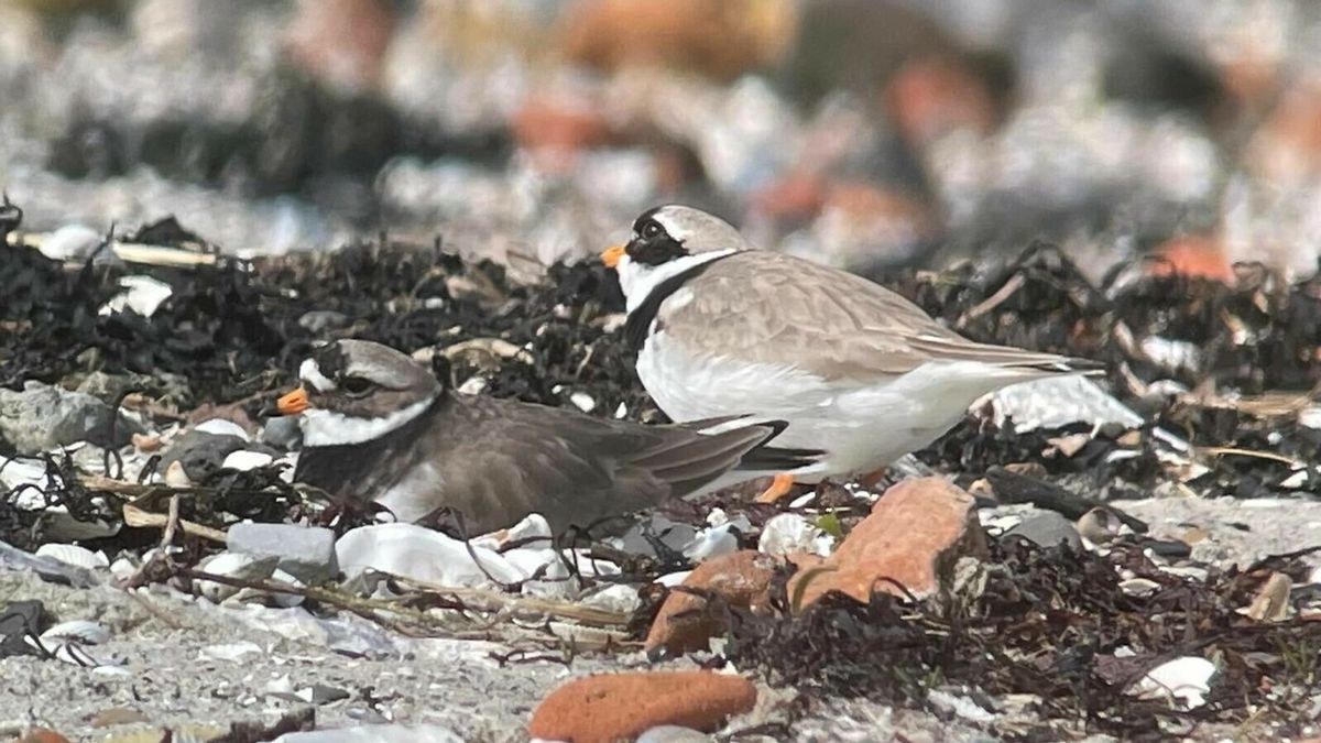 Vroege 'paaseitjes' gevonden bij Kattendijke: zeldzaam bontbekpleviernest tussen de schelpen