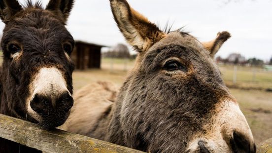 Ruim een ton aan dwangsommen voor omstreden dierenverhuurder