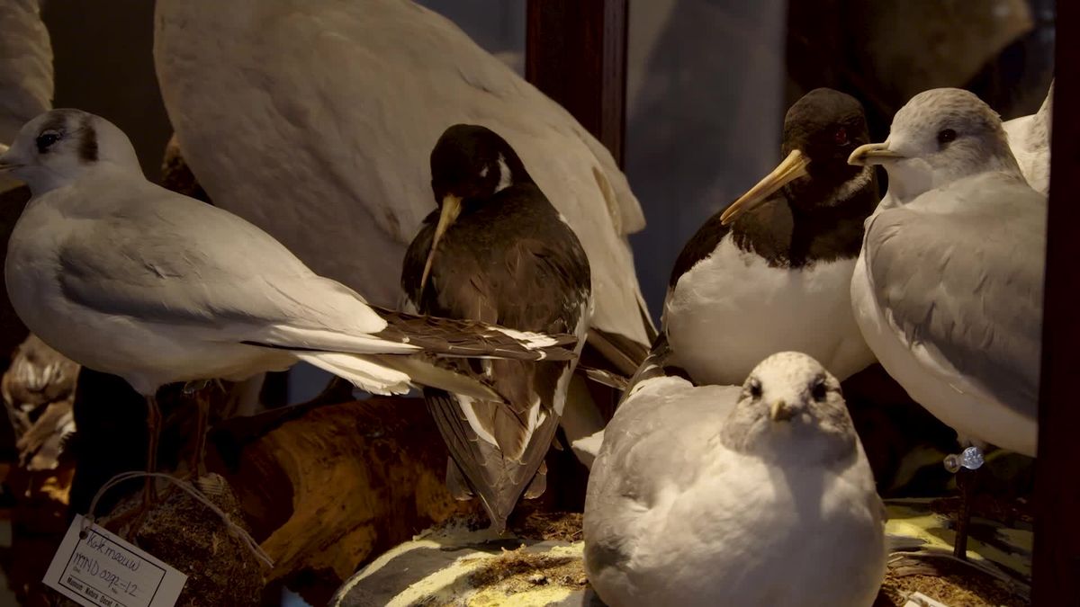 Grootse plannen voor museum Natura Docet in Denekamp: 