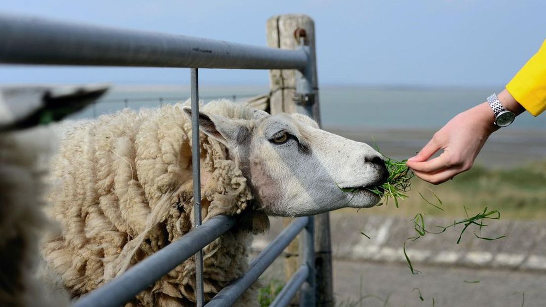 Schapenhouder voor de rechter voor verwaarlozen dieren. Foto ter illustratie.