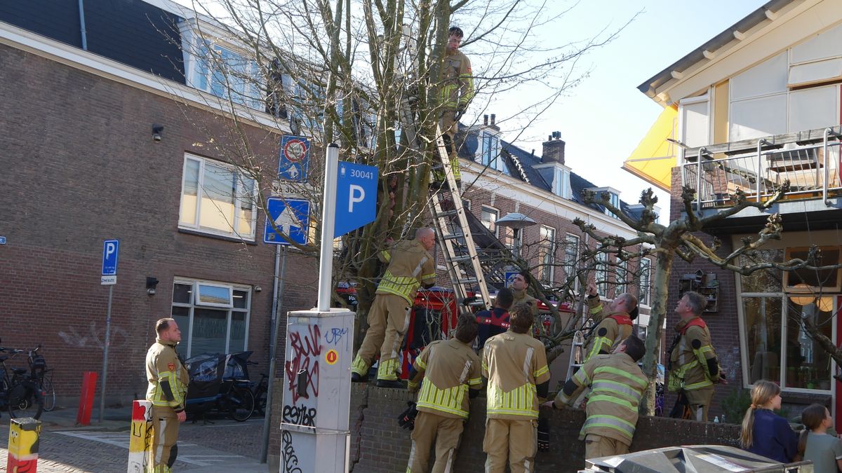 Brandweer bevrijdt kind uit boom in Nieuwegein