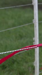 Fladderlinten wapen tegen wolf